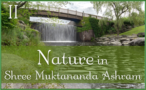 Nature in Shree Muktananda Ashram II