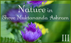 Nature in Shree Muktananda Ashram III