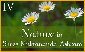 Nature in Shree Muktananda Ashram IV
