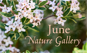 June Nature Gallery I