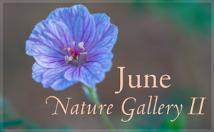 June Nature Gallery II