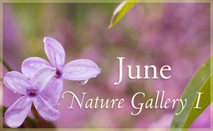 June Nature Gallery I