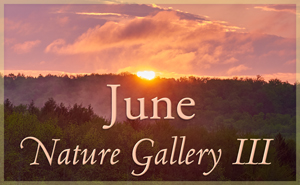 June Nature Gallery