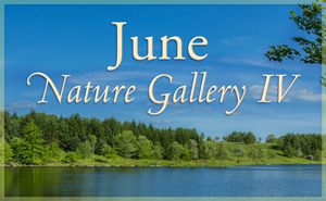 June Nature Gallery