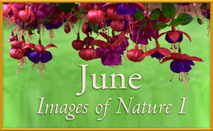 Images of Nature I