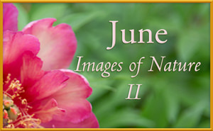 Images of Nature II