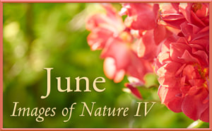Images of Nature IV