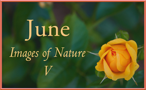 Images of Nature V