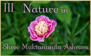 Nature in Shree Muktananda Ashram III