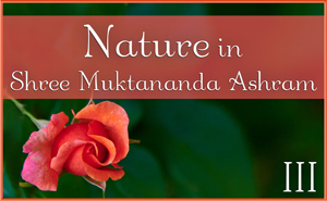 Nature in Shree Muktananda Ashram III