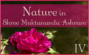 Nature in Shree Muktananda Ashram IV