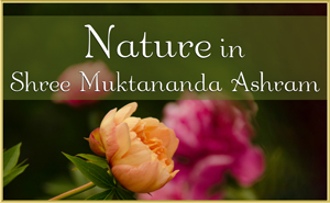 Nature in Shree Muktananda Ashram