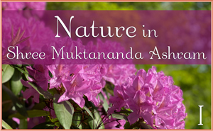 Nature in Shree Muktananda Ashram I