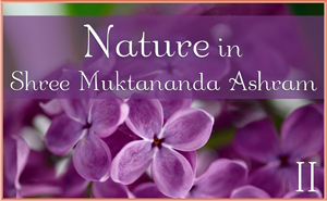 Nature in Shree Muktananda Ashram III