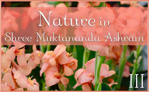 Nature in Shree Muktananda Ashram III