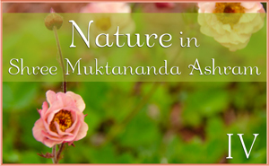 Nature in Shree Muktananda Ashram IV