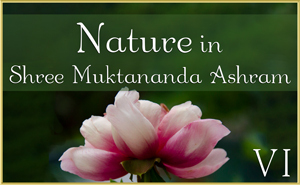 Nature in Shree Muktananda Ashram VI