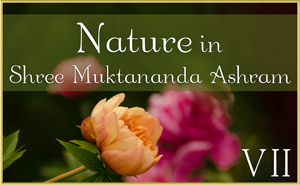 Nature in Shree Muktananda Ashram V