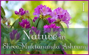 Nature in Shree Muktananda Ashram I