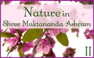 Nature in Shree Muktananda Ashram II