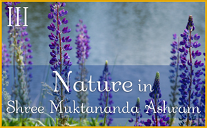 Nature in Shree Muktananda Ashram III