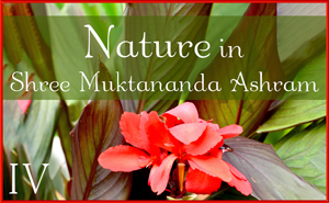 Nature in Shree Muktananda Ashram IV
