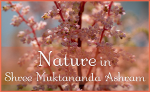 Nature in Shree Muktananda Ashram