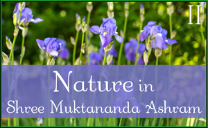 May: Nature in Shree Muktananda Ashram