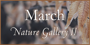 March 2015 Nature Gallery 2