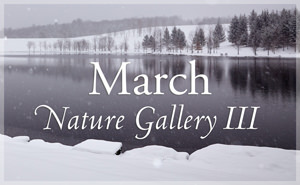 March Nature Gallery III