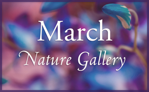 March Nature Gallery I