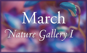 March Nature Gallery I