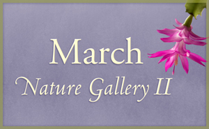 March Nature Gallery II