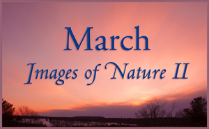 March Nature Gallery II