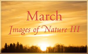 February Nature Gallery 3