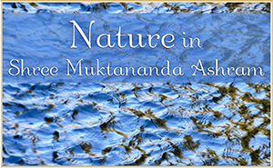 Nature in Shree Muktananda Ashram