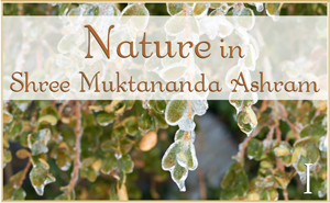 Nature in Shree Muktananda Ashram