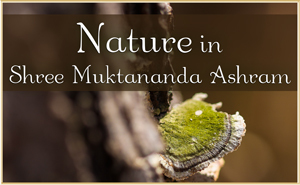 Nature in Shree Muktananda Ashram