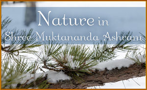 Nature in Shree Muktananda Ashram