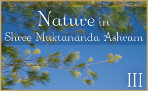 Nature in Shree Muktananda Ashram III