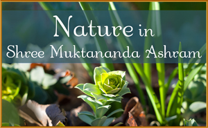 Nature in Shree Muktananda Ashram