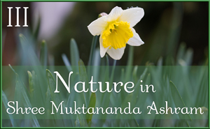Nature in Shree Muktananda Ashram IV