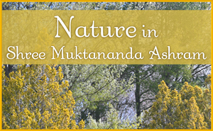 Nature in Shree Muktananda Ashram V
