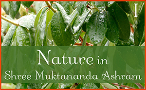 Nature in Shree Muktananda Ashram I
