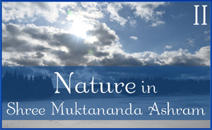 Nature in Shree Muktananda Ashram II
