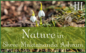 Nature in Shree Muktananda Ashram III