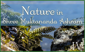 Nature in Shree Muktananda Ashram IV