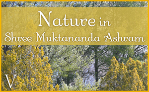 Nature in Shree Muktananda Ashram V