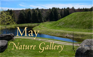 May Nature Gallery I