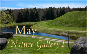 May Nature Gallery I
